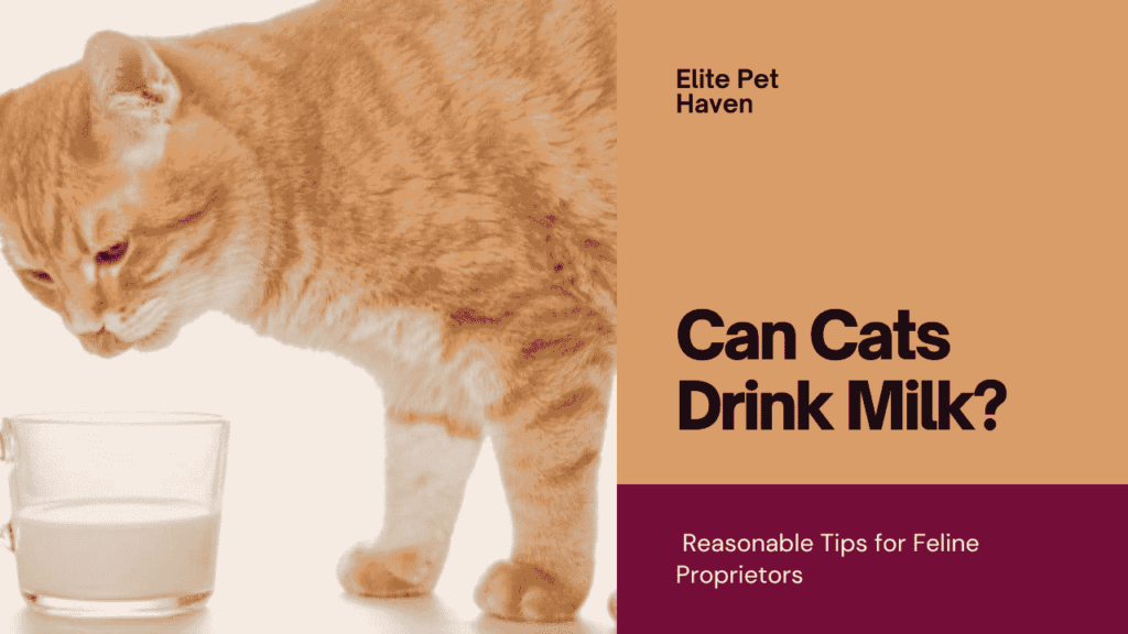 Can Cats Drink Milk?