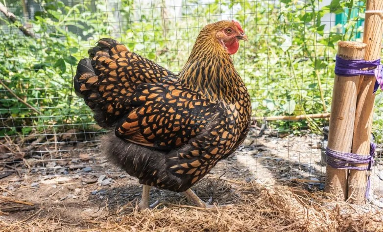 Golden Laced Wyandotte Chicks