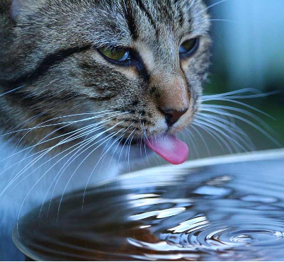 How Much Water Do Cats Drink